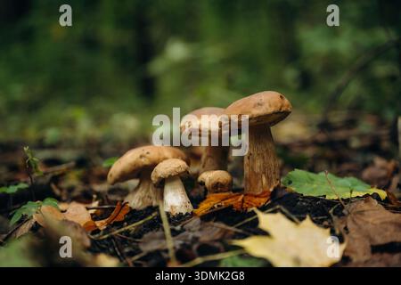 Die Pilze, die tagsüber im Wald wachsen, aus nächster Nähe. Stockfoto
