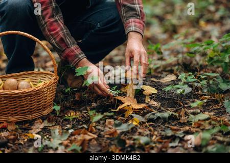 Schneiden Sie es mit einem Messer in Stücke. Nahaufnahme eines Menschen, der Pilze im Wald sammelt. Stockfoto