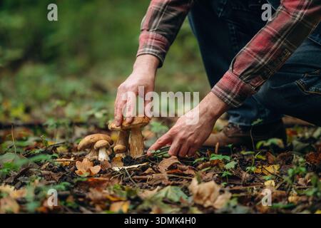 Nahaufnahme eines Menschen, der Pilze im Wald sammelt. Stockfoto