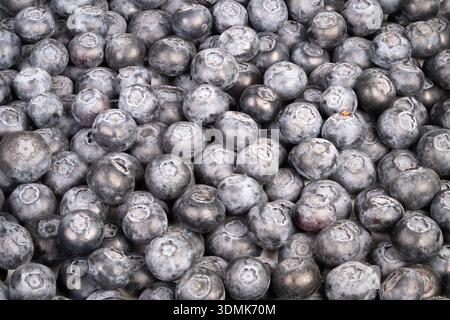 Handverlesene, gehäufte Kiste mit Heidelbeeren, grobe Hautstruktur, Marktatmosphäre und warmes Morgenlicht, das die Geschichte lokaler Produkte vermittelt. Stockfoto