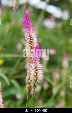 Eine detaillierte vertikale Aufnahme von rosa und weißen Weizenzelosia-Blüten, auch bekannt als Hahnenwabe, mit weichem grünen Gartenhintergrund Stockfoto