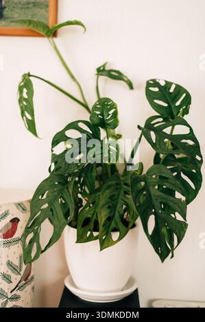 Monstera Monkey in einem weißen Topf. Hochwertige Fotos Stockfoto
