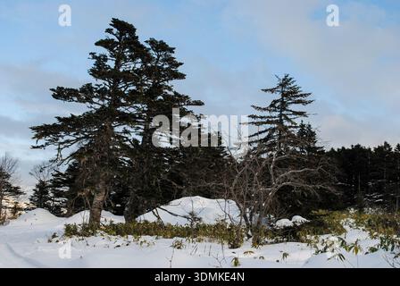 Das Foto zeigt einen ruhigen, schneebedeckten Nadelwald an der Küste der Kurilen mit üppigen Bambusflecken gegen A Stockfoto