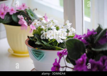 Das Foto zeigt aus nächster Nähe leuchtende Veilchen mit violetten, weißen und rosa Blüten neben üppig grünen Blättern, alle wunderschön angeordnet Stockfoto