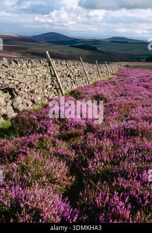 Ling Heather (Calluna vulgaris) wächst auf bewirtschaftetem Moor mit Trockenwand in Lammermuir Hills, Berwickshire, Schottland, August Stockfoto