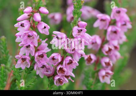 Ling Heather (Calluna vulgaris), Nahaufnahme der Blumen, Glenmore, Speyside, Cairngorms National Park, Schottland, Juli Stockfoto