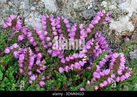 Ling Heather (Calluna vulgaris) Nahaufnahme von blühenden Klumpen, die sich über dem Felsen niederschlagen, an exponierter Stelle, Isle of Mull, Innere Hebriden, Schottland Stockfoto