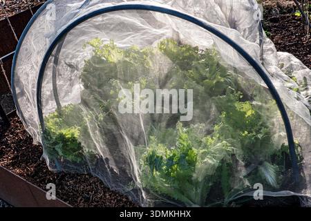 Tokio Bekan Art asiatischen Kohls unter Insektenschutznetz, Kreuzung zwischen Napa Kohl, Bok Choy und Salat. (Chinesischer Salatkohl „BEKANA“) Stockfoto