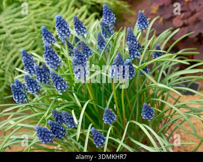 MUSCARI neglectum im Schaugewächshaus gemeine Traubenhyazinthe Stockfoto