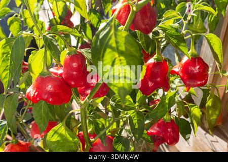 Chili Friars Hut im Topf vor einem traditionellen Holzgewächshaus, in herbstlicher Sonne Surrey UK Chillies Bishops Crown (Friar's hat) Surrey UK Stockfoto