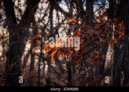 Herbstblätter mit Orange und Braun, die im späten Herbst in einem ruhigen Wald warmes Sonnenlicht auf Ästen einfangen. Stockfoto