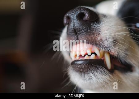 Gefährlicher wütender Hund. Aggressiver Welpen mit Collie und Zähnen, die aggressiv gefährlich aussehen. Wächter knurrender gruseliger Hund bereit für Angriff. Mit Tollwut infiziertes Haustier. Stockfoto