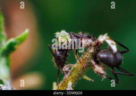 Makrobild einer schwarzen Ameise auf einem Pflanzenstamm mit detaillierter Körperstruktur und winzigen Haaren unter natürlichem Licht mit weichem grünem Hintergrund. Stockfoto
