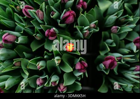 Leuchtende Tulpen, die wunderschön zwischen üppigen grünen Blättern in einer atemberaubenden Komposition dargestellt werden Stockfoto
