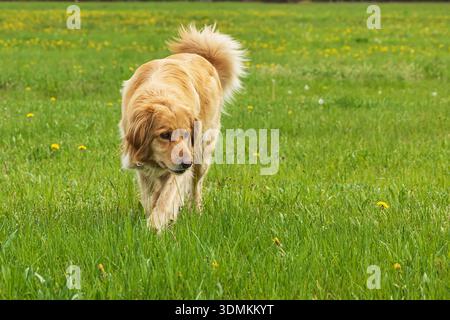 Ein Hund (Canis Lupus familiaris) schlendert über ein grünes Feld mit blühenden Löwenzahnblüten, fotografiert mit einem glatten, verschwommenen Hintergrund Stockfoto