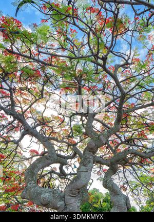 Königlicher Poinciana-Baum (Delonix regia). Kauai, Hawaii Stockfoto