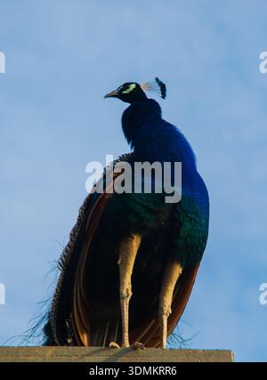 Indischer Pfau, der an der Wand mit blauem Himmel im natürlichen Licht steht Stockfoto