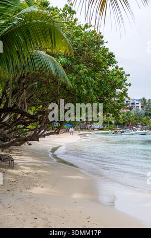 Galge Cove Beach Kokospalm Meerträubel Cruz Bay US Jungferninseln | CRUZ BAY, US Jungferninseln — Meerträubel und Kokospalmen ragen über den Sand am Galge Cove Beach, während Spaziergänger am Ufer vorbeigehen. Der Meerträubel (Coccoloba uvifera) verträgt Salzspritzer und verankert Dünen mit einem ausladenden Wurzelsystem, während seine runden Blätter vor dem Abfallen rötlich werden. Kleine Boote, die vor der Küste vor Anker liegen, kennzeichnen die Beliebtheit des Strandes als Bade- und Bootsplatz in der Nähe von Cruz Bay. Stockfoto