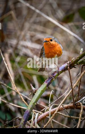 Ein einzelner Vogel robin sitzt auf einem Ast Stockfoto