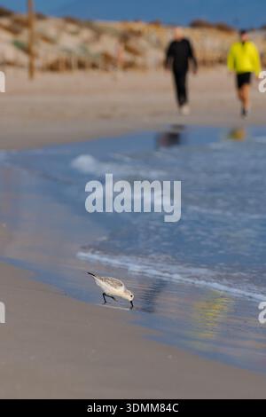 Sanderling Vogel auf der Suche nach Nahrung an einem Sandstrand mit Wellen und verschwommenen Figuren im Hintergrund Stockfoto