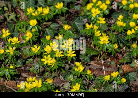 Winterakonit, Winterwolfsbane, Eranthis hyemalis, Eranthis hyemalis, Eranthis hyemalis, im Wintergarten, Sir Harold Hillier Gardens, Hampshire, Vereinigtes Königreich Stockfoto