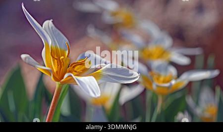 Nahaufnahme zentralasiatische Kaufmanniana Tulpe, fast flach liegend, wenn sie vollständig geöffnet ist (Tulipa Kaufmanniana Water Lily Tulpe); Creme mit hellgelber Mitte Stockfoto