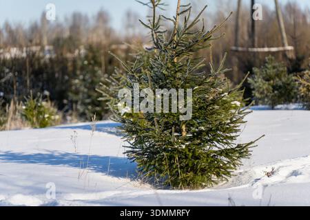 Junge Fichtenbäume stehen auf schneebedecktem Feld, immergrüne Zweige mit Frost, Wintersonnenlicht und blaue Schatten, ländliche Baumschule im Hintergrund Stockfoto