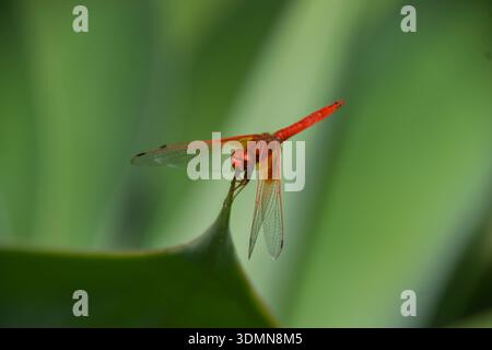 Januar 2026. Nahaufnahme einer rotgeäderten fallenden Libelle, die sich an einem Agavenblatt festhält. Quelle: Vuk Valcic Stockfoto
