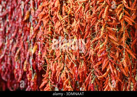 Viele getrocknete Paprika auf einem Markt in der Nähe Stockfoto