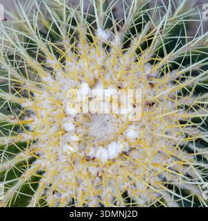 Hochwinkel-Makroaufnahme der Spitze eines Golden Barrel Cactus mit scharfen gelben Stacheln und Wollmitte. Stockfoto