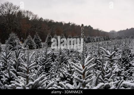 Schneebedeckte Fichtenbäume in der Baumschule während des Winterschneefalls Stockfoto