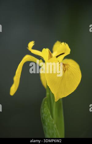Iris mit gelber Flagge (Iris pseudacorus) einzelne Blume im Sommer, England, Vereinigtes Königreich Stockfoto