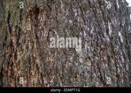 Douglasie (Pseudotsuga menziesii), Nahaufnahme der Rinde, Nordrhein-Westfalen, Deutschland Stockfoto