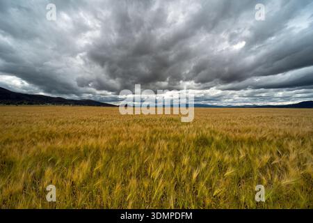 Verschiedene Aspekte der Gerstenernte. Apan, Hidalgo, Mexiko Stockfoto