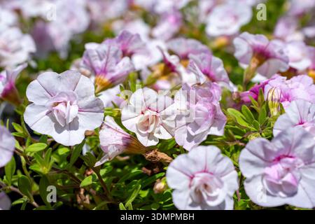 Zweiblättriger Calibrachoa-Hybrid (Million Bells) im Waukesha County, Wisconsin. Weiß und rosa blüht im Juni in einem Kinderzimmer. Stockfoto