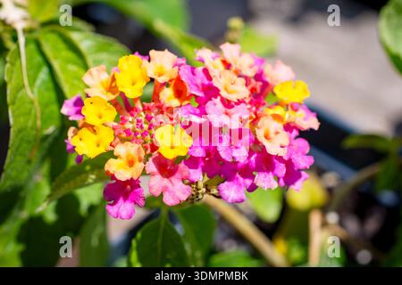 Lebhafte Lantana Camara-Cluster in Pink, Orange und Gelb. Makroaufnahme in einem Kindergarten in Waukesha County, Wisconsin an einem sonnigen Juni-Tag. Stockfoto