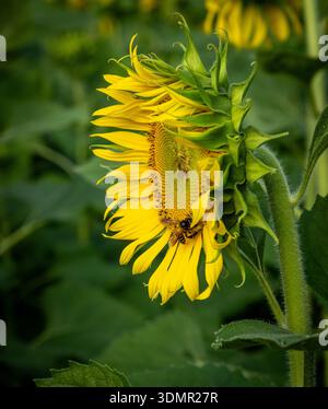 Nahaufnahme einer Honigbiene, die eine leuchtende gelbe Sonnenblume (Helianthus annuus) in Satun, Thailand bestäubt. Eine landschaftlich reizvolle Landschaft in Südostasien Stockfoto