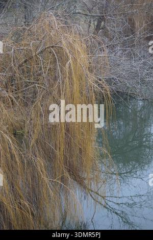 Trauerweide hängt im Winter über einem Fluss Stockfoto