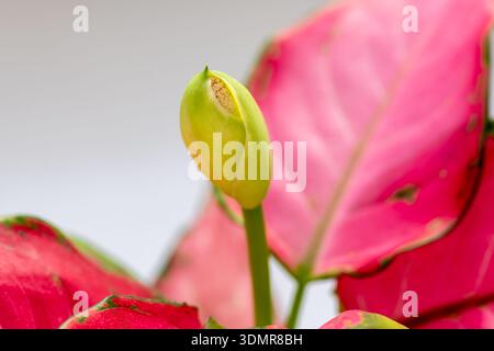 Eine Makroaufnahme der Blume einer chinesischen Evergreen-Hauspflanze. Stockfoto