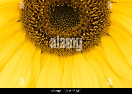 Makrostruktur des gelben Sonnenblumenkopfes, der den Hintergrund des Vollbildes füllt Stockfoto