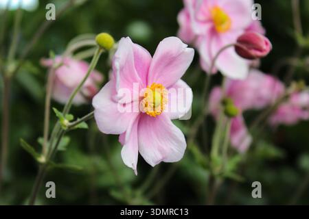 Japanische Anemone – herbstliche Schönheit im Garten. Märchenhafte zarte hellrosa Blüten auf grünem Hintergrund. Stockfoto