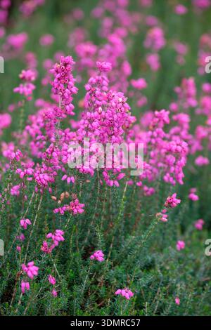 Erica cinerea Stephen Davis, Glockenheidekraut Stephen Davis, dunkelgrünes Laub, tiefrosa Blüten im Sommer Stockfoto