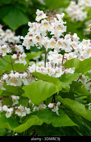 catalpa bignonioides, indischer Bohnenbaum, weiße Blüten mit orange und violett markiert, in konischen Panicles. Stockfoto