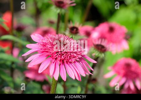 Echinacea Elegance, Coneflower Elegance, Blumenköpfe, haben zentralen Kegel aus doppelten, rosaroten, Scheibenröschen, umgeben von einreihigen rosaroten Rochen flo Stockfoto