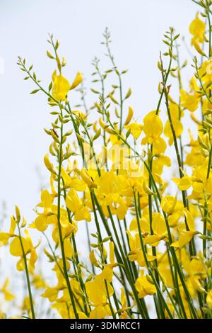 Spartium junceum, spanischer Besen, erbsenähnliche, helle, buttergelbe Blüten, Stockfoto