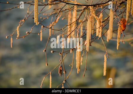 Lange gelbe Katzinen eines gewöhnlichen Haselnussbaums (Corylus avellana), vor dem Hintergrund eines frostigen Feldes an einem sonnigen Tag Stockfoto