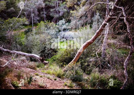Ein dramatischer Blick auf einen umgestürzten Baumstamm, der sich über ein grünes mediterranes Tal oder eine Schlucht voller Büsche erhebt. Stockfoto