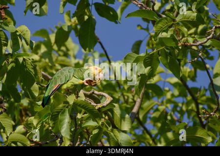 Gelbköpfiger Amazonaspapagei isst Walnuss im Baum Stockfoto