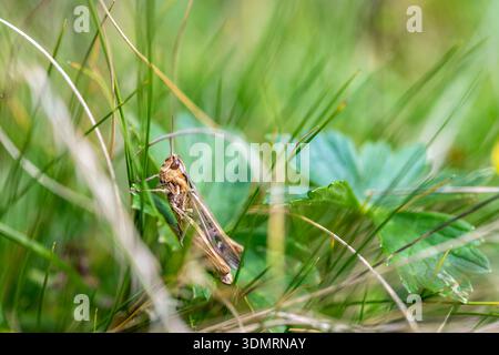 Grashüpfer sitzt ruhig im üppigen Gras, während die Sonne untergeht. Die Natur ist reichlich mit Grün im Hintergrund. Stockfoto