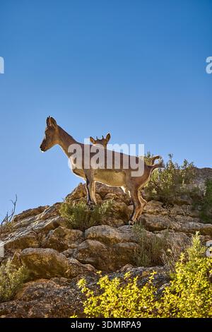 Iberische Steinböcke (Capra pyrenaica) auf felsigen Klippen zur goldenen Stunde, hinterleuchtete Herbstszene in Villarluengo, Teruel, Aragon, Spanien Stockfoto